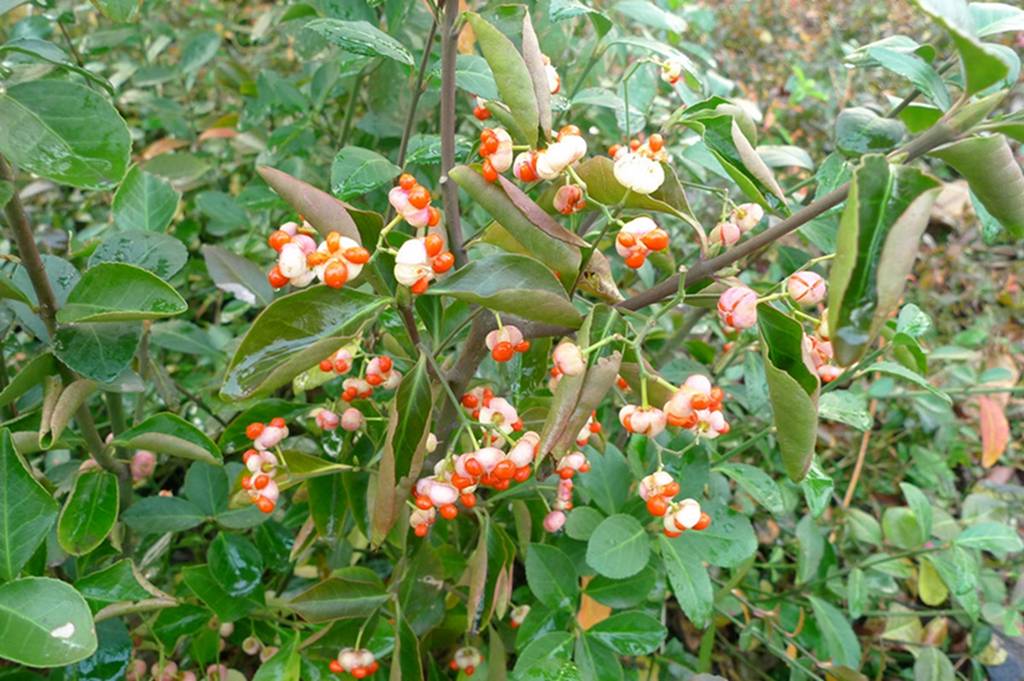 我见到的山东本土植物和园林栽培植物(864)扶芳藤