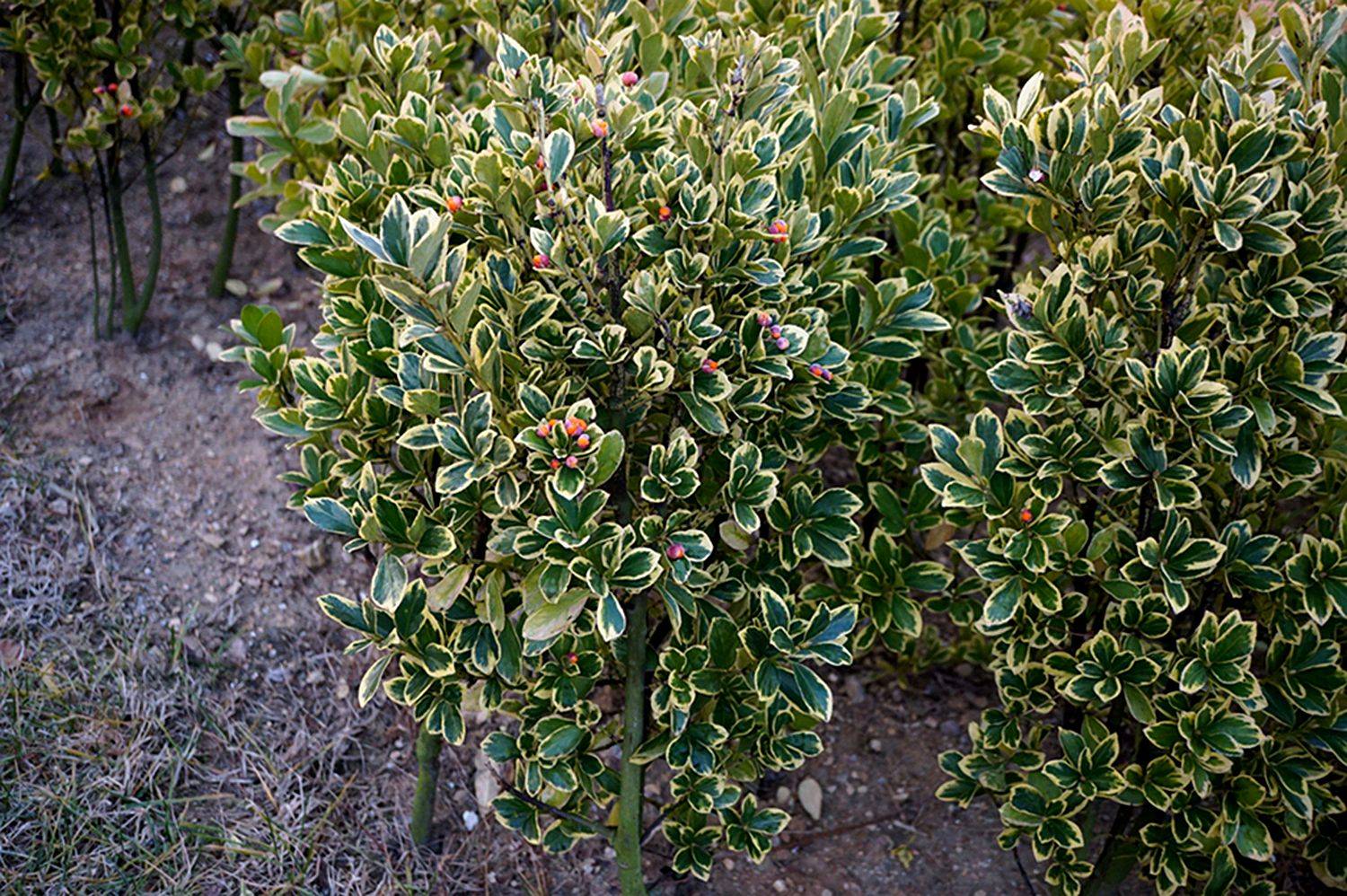 我见到的山东本土植物和园林栽培植物(865-2)金边黄杨和银边黄杨