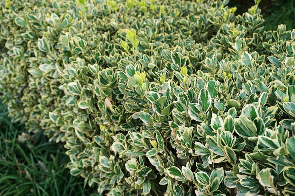 我见到的山东本土植物和园林栽培植物(865-2)金边黄杨和银边黄杨