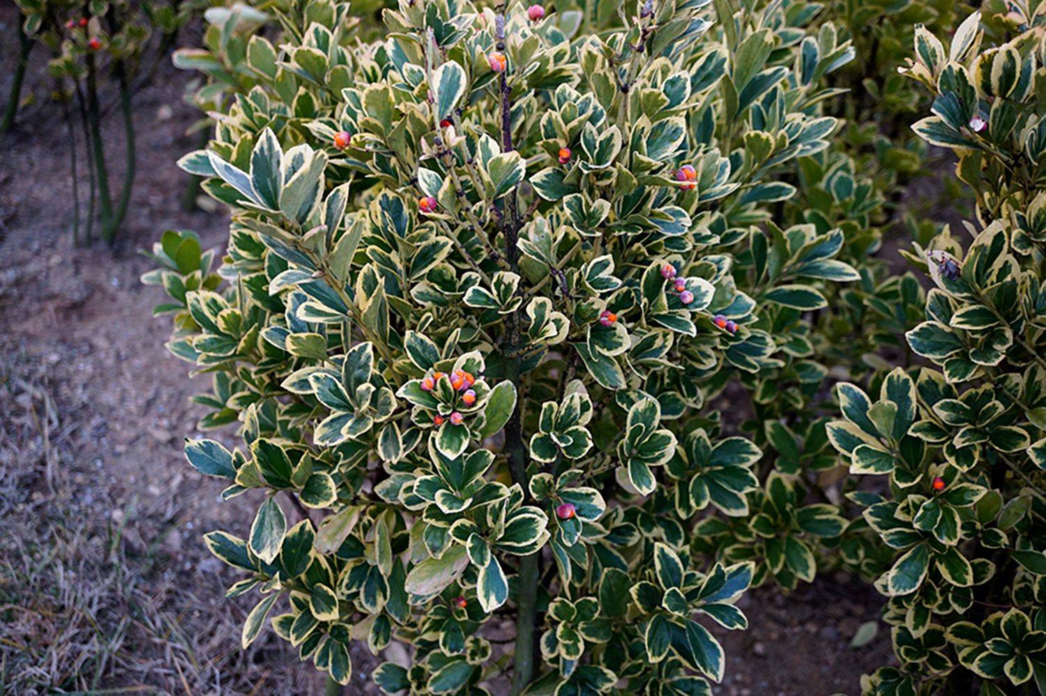 我见到的山东本土植物和园林栽培植物(865-2)金边黄杨和银边黄杨