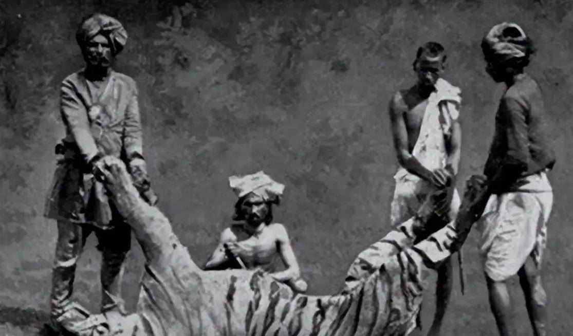 可怕的食人虎:流窜两国之间吃掉436人,被击杀后才知其吃人缘由