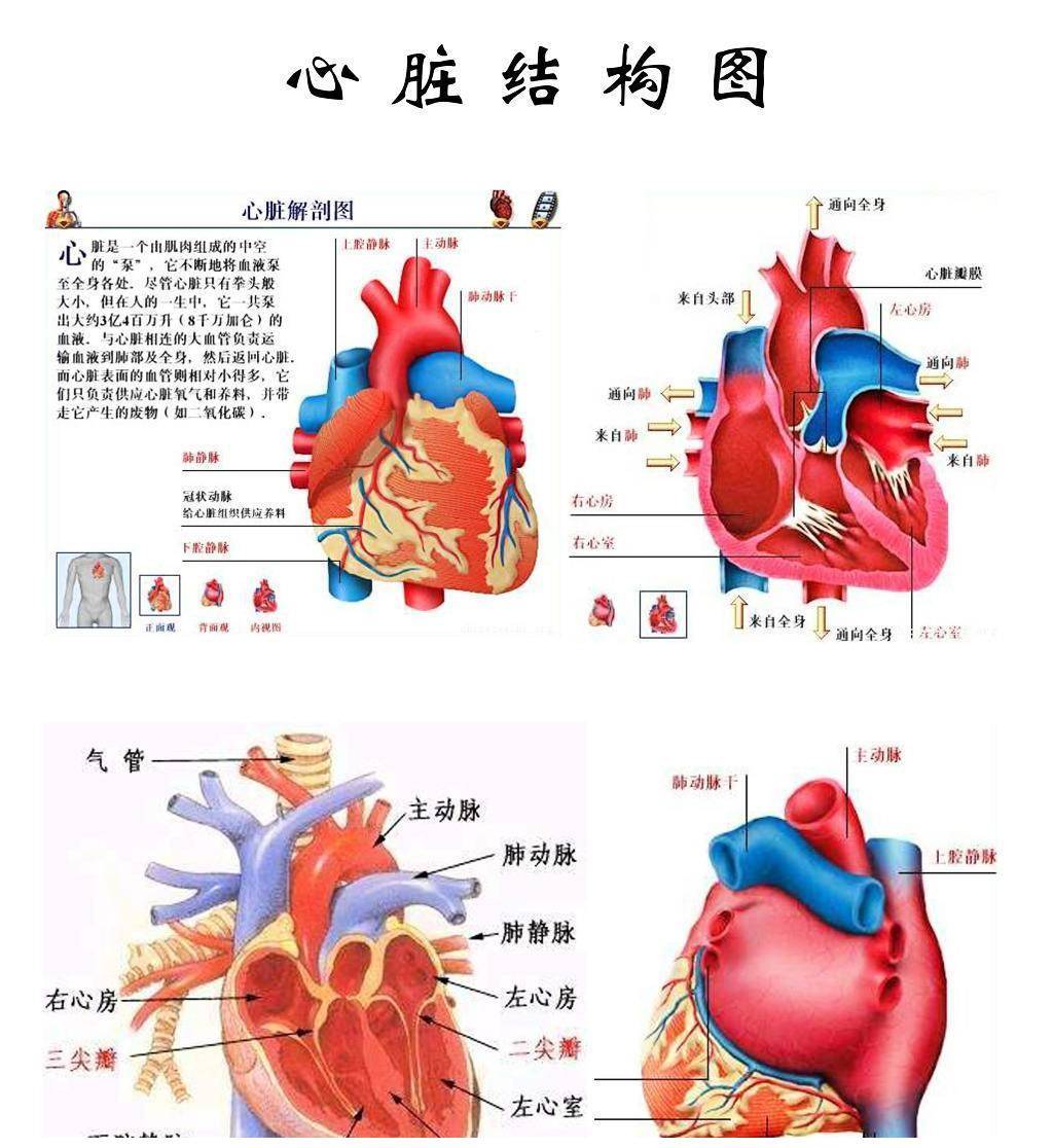 猪心脏解剖图图片