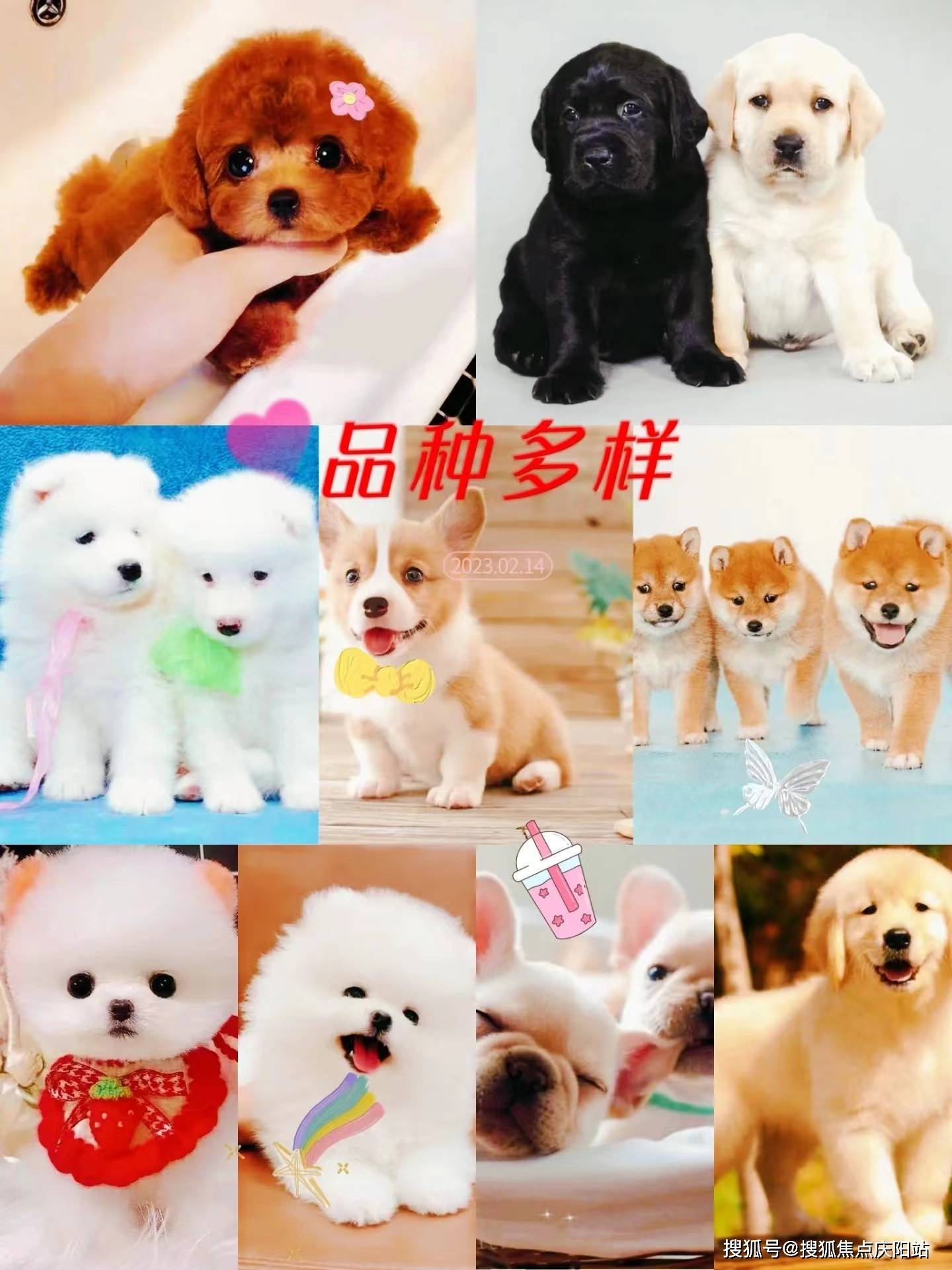 南京买金毛犬(南京)买金毛犬的地方丨南京福安家宠物店欢迎您