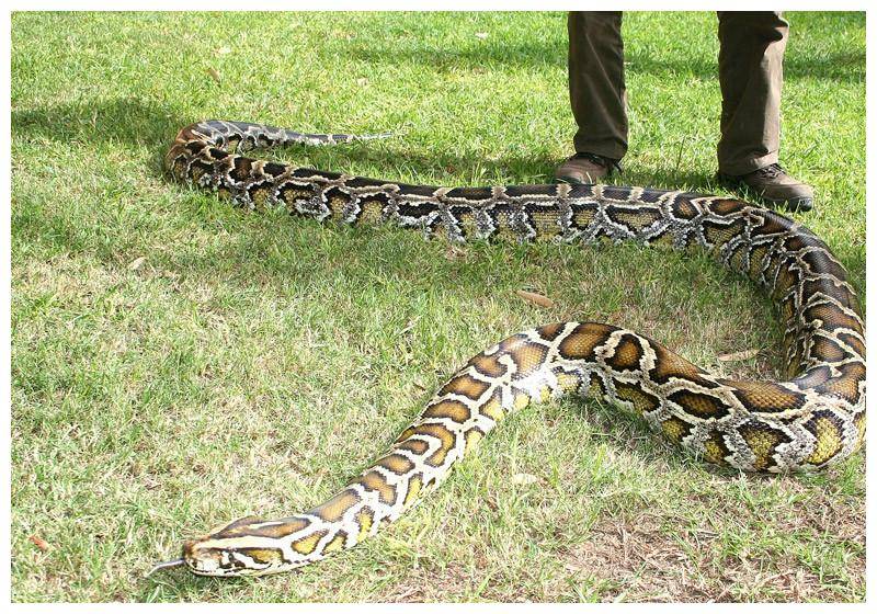 广东一工地惊现4米大蟒蛇!为国家保护动物,遇到蟒蛇该怎么办?