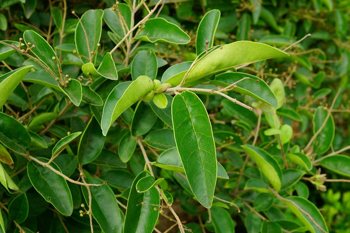 我见到的山东本土植物和园林栽培植物