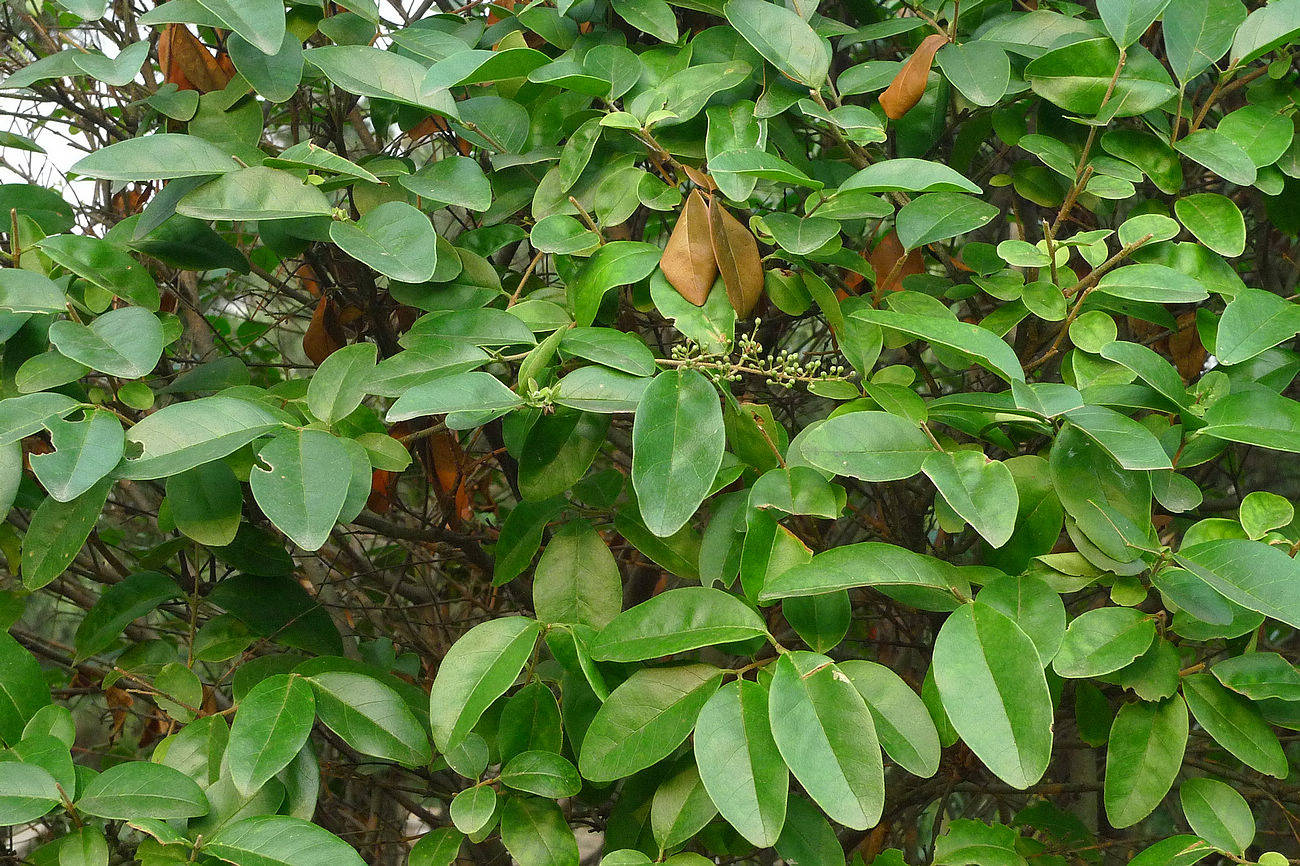 我见到的山东本土植物和园林栽培植物