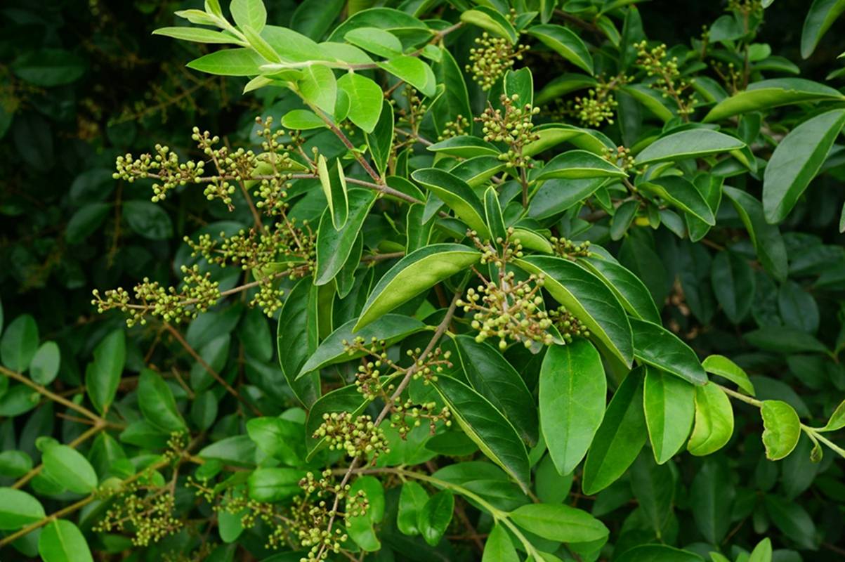 我见到的山东本土植物和园林栽培植物