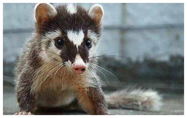 车厘子自由?江西一水果店内,果子狸3天偷吃十几斤车厘子