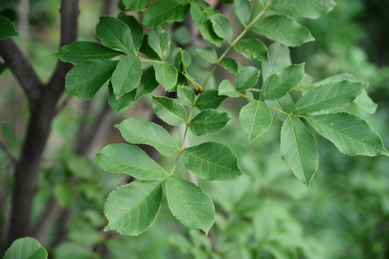 白蜡植物图片