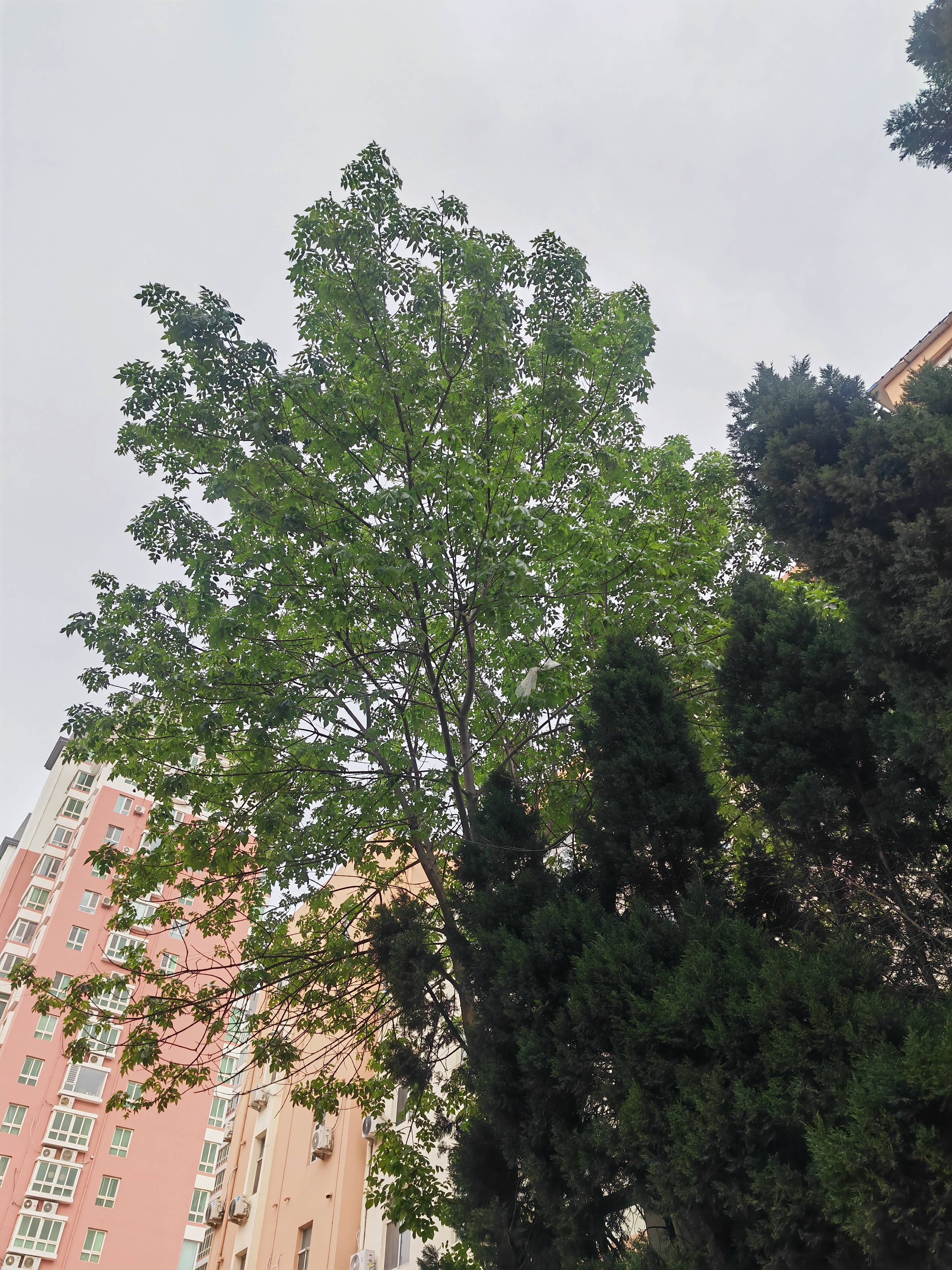 我见到的山东本土植物和园林栽培植物