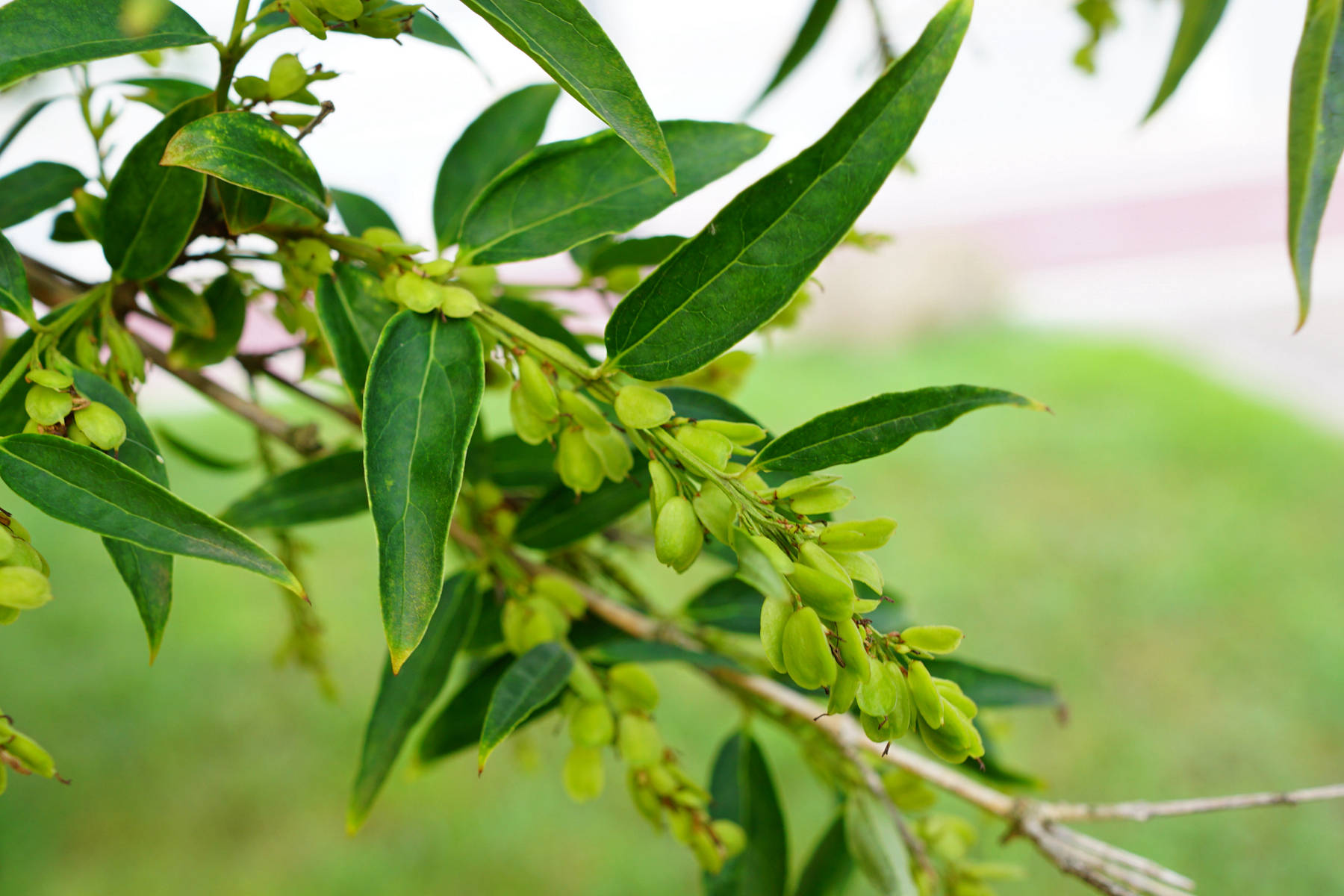 木犀科雪柳属落叶灌木或小乔木,高达8米;树皮灰褐色.枝