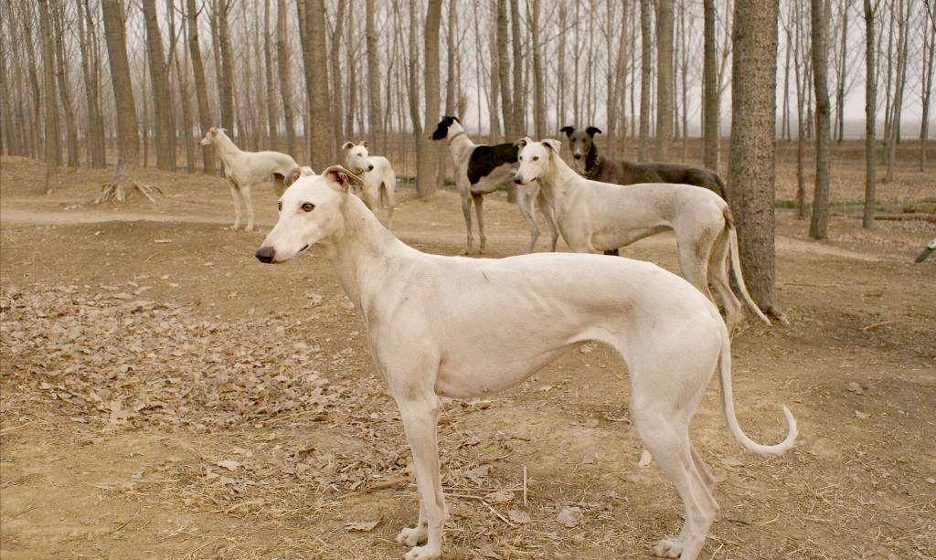 西安哮天犬宠物公园图片