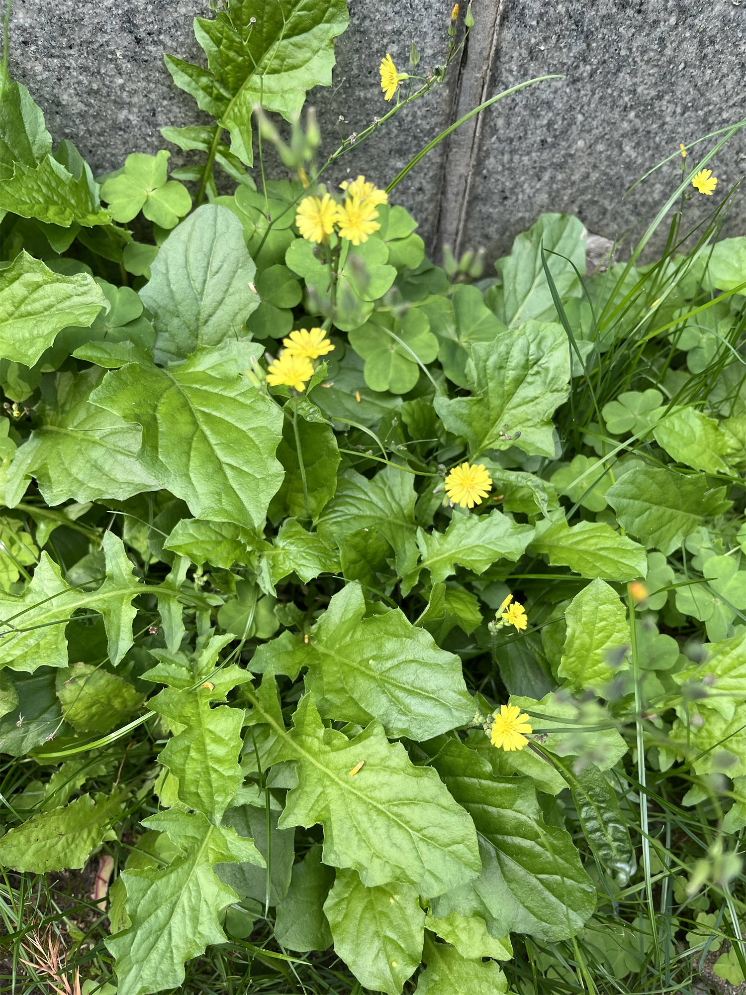 黄鹌菜花色图片