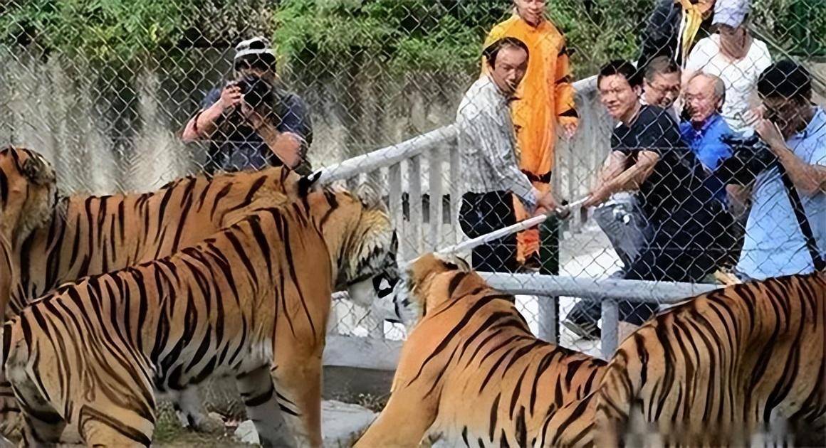 一老虎咬死28只狼图片图片