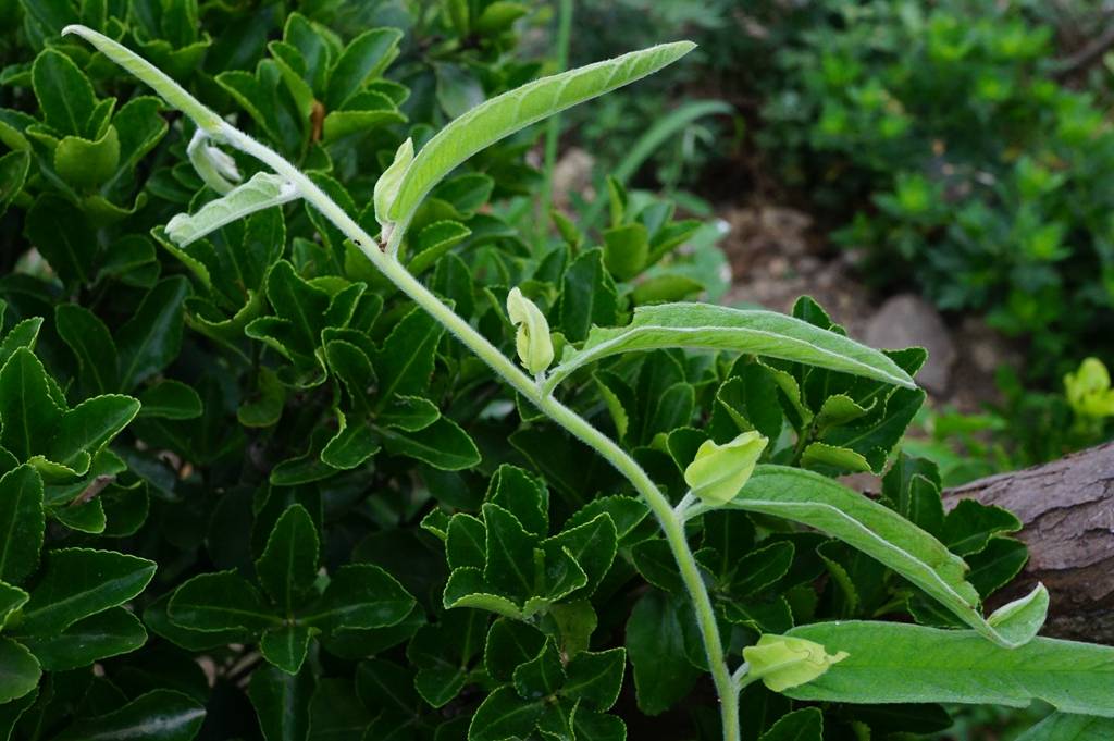 野生长藤植物图片图片