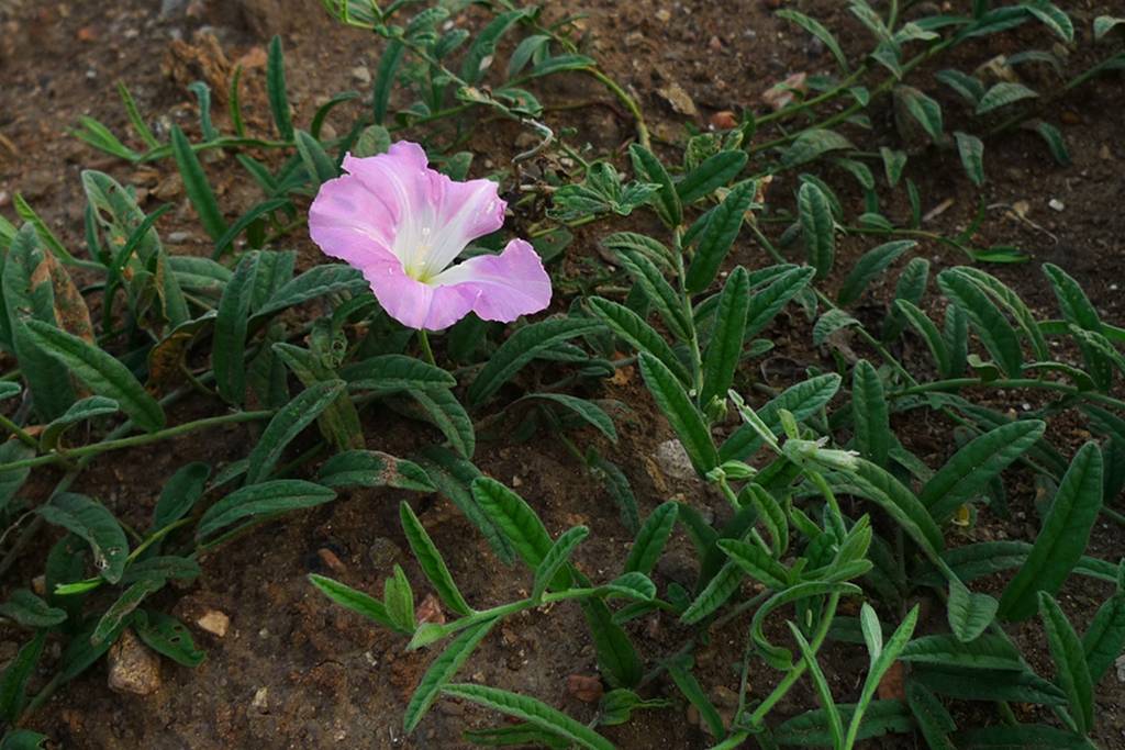 野生长藤植物图片图片