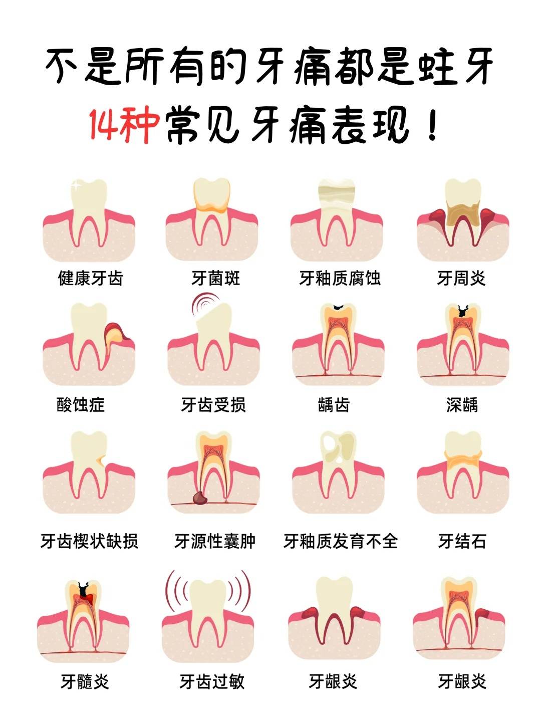 牙齿的部位图片