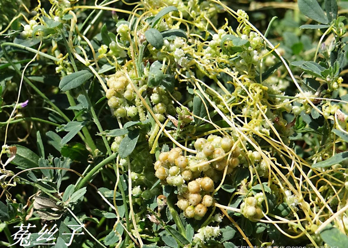 我见到的山东本土植物和园林栽培植物(946)菟丝子