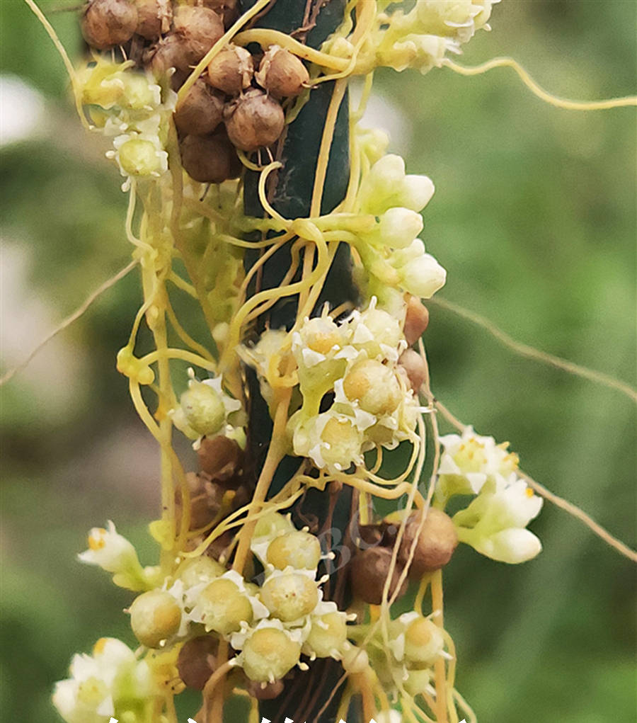 菟丝花与君子兰图片