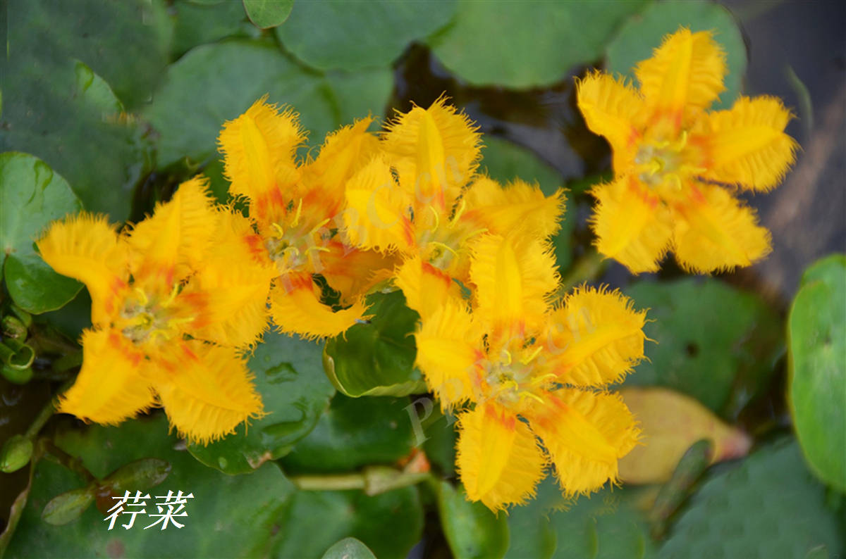 我见到的山东本土植物和园林栽培植物