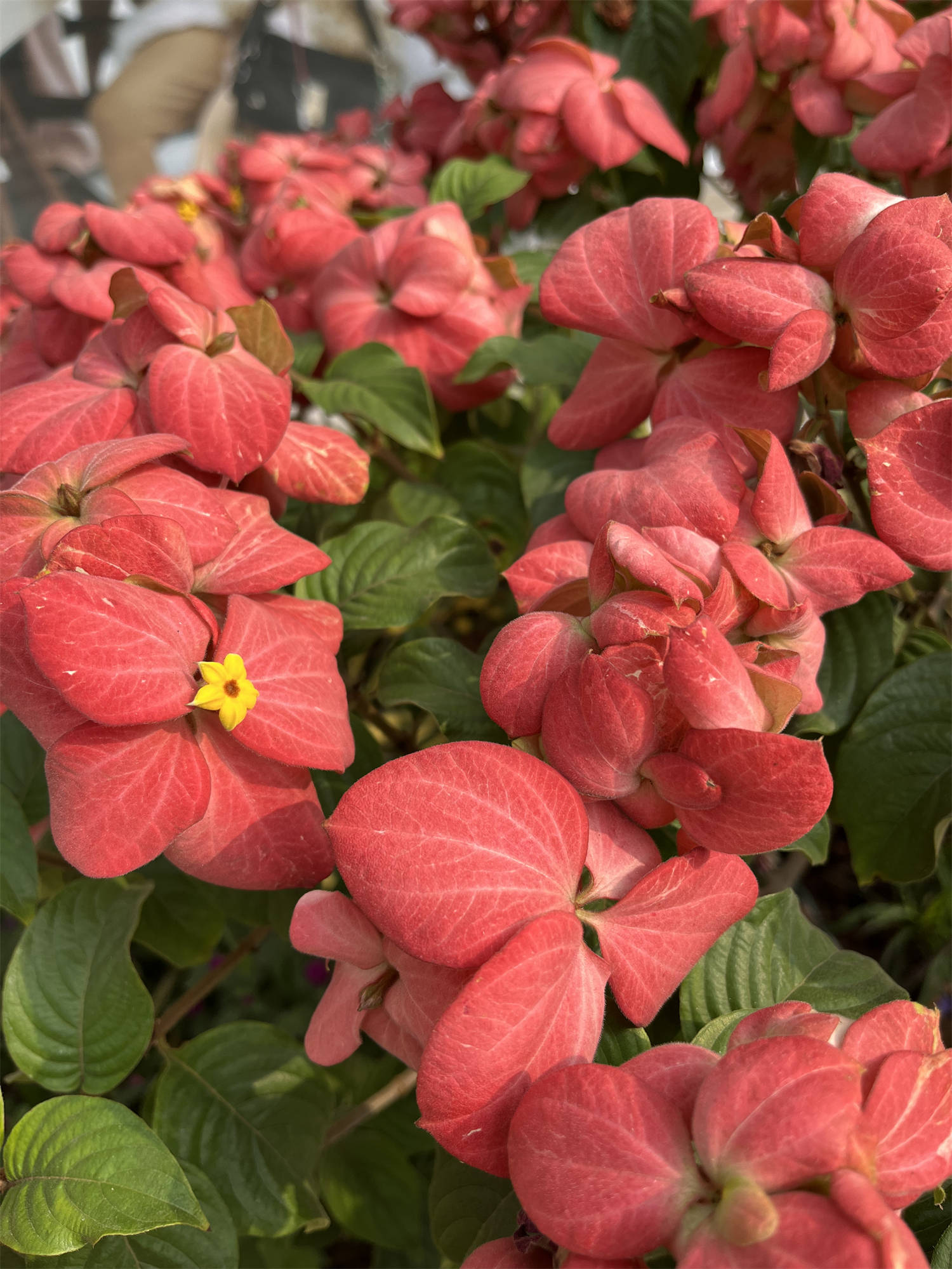 花花世界之108:红纸扇