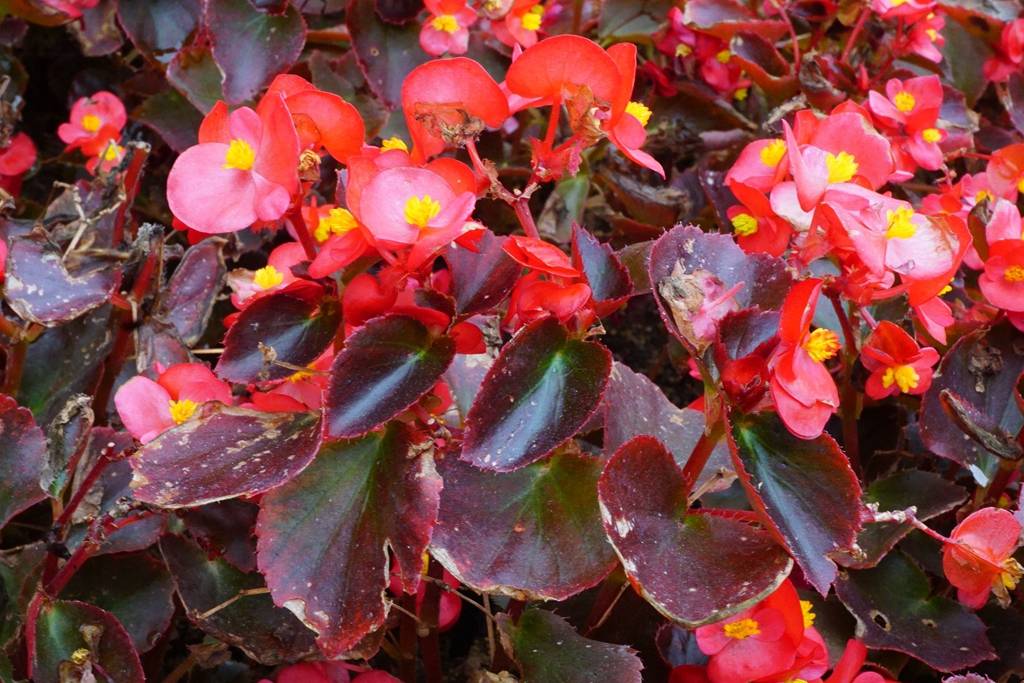 我见到的山东本土植物和园林栽培植物