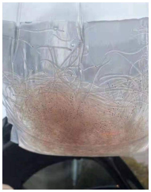 原来4月16日后鳗鱼苗就已经全面禁捕!