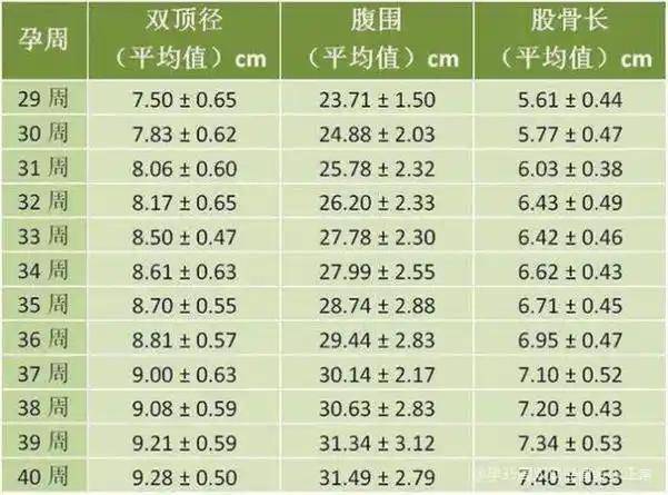 胎儿股骨长标准图片