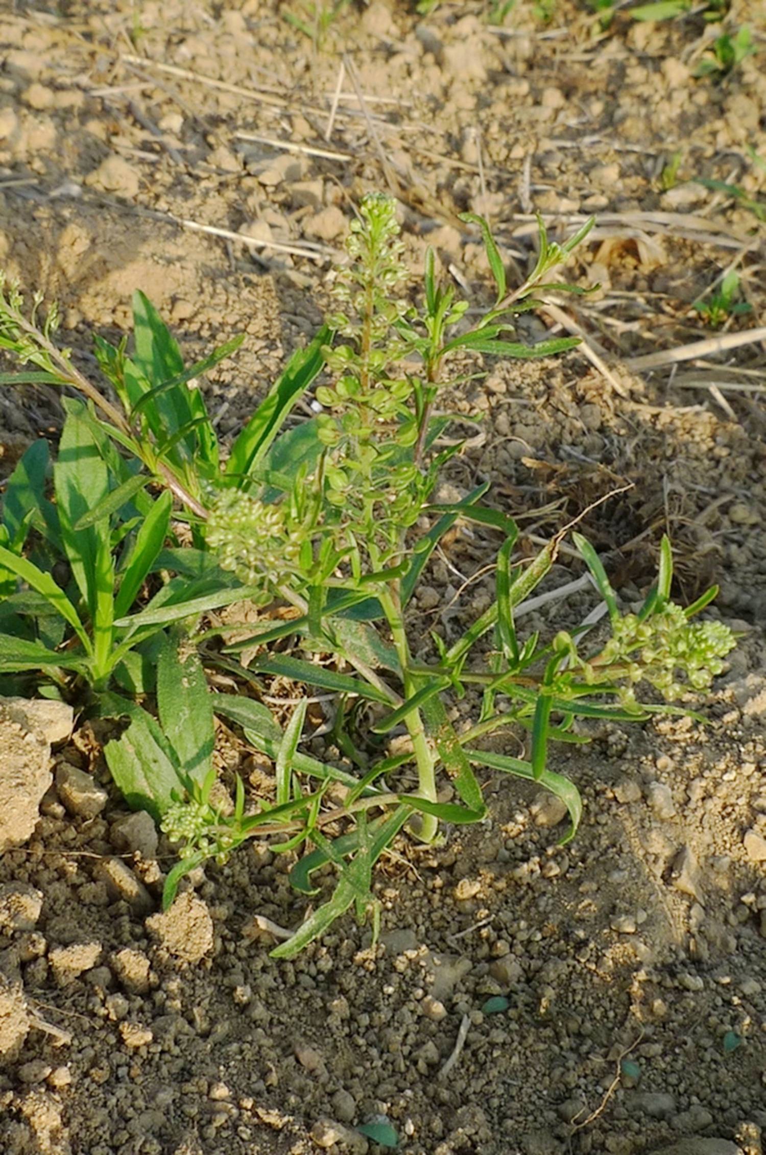 密花独行菜图片