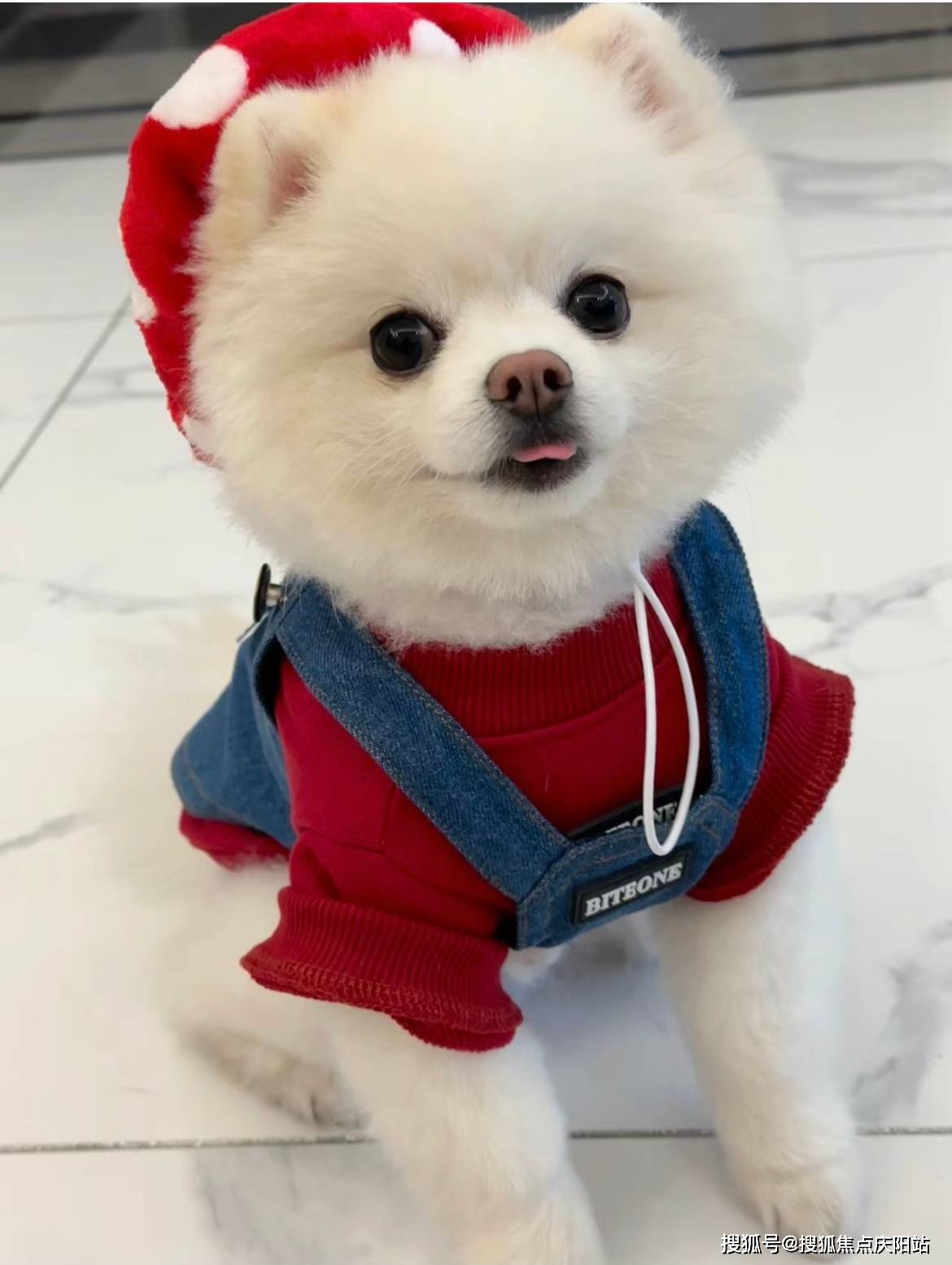 福州哪里有卖博美犬的宠物市场丨福州买博美犬首页网站_搜狐网, image size:1170x1555