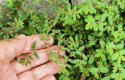 血糖_草药_降低