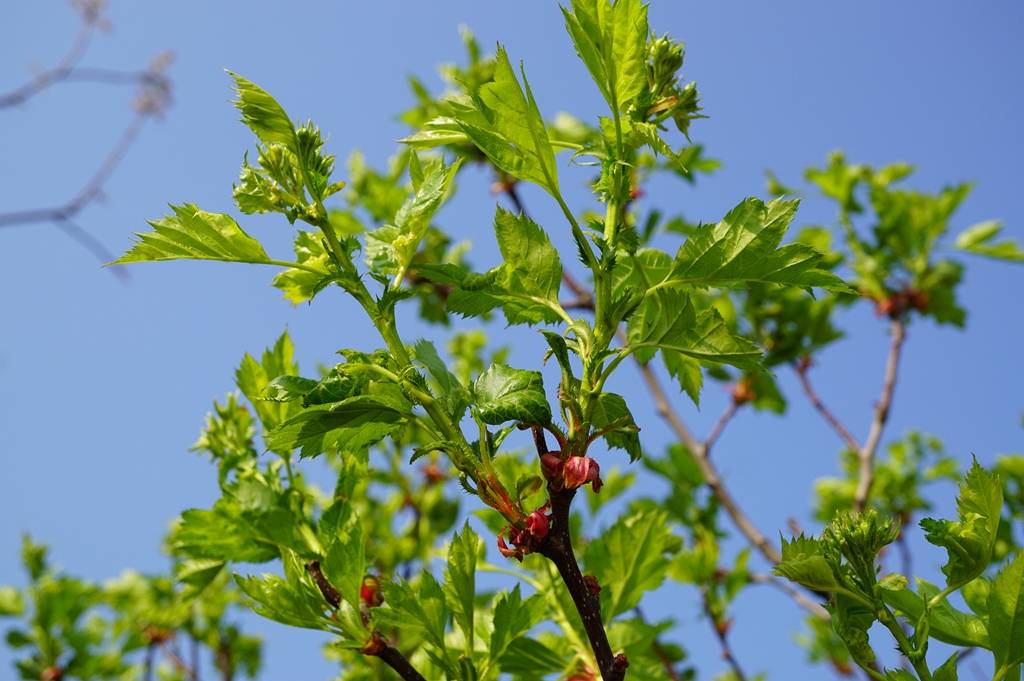 我见到的山东本土植物和园林栽培植物