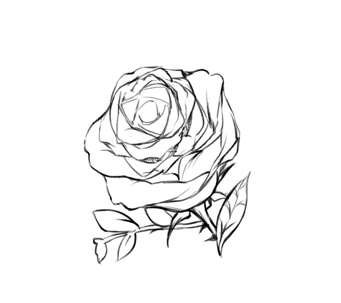 【漫动教育】蔷薇的画法讲解,轻松画出美丽的花朵!