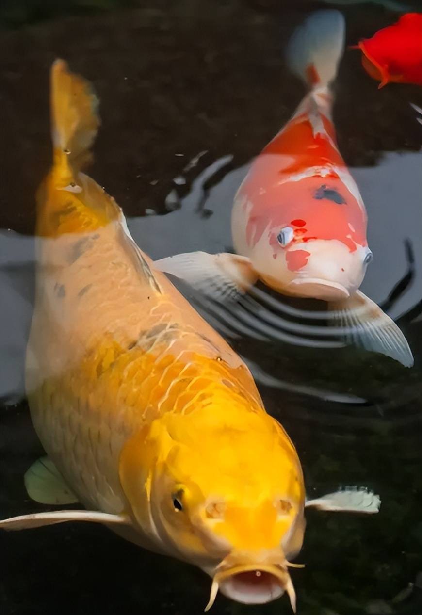 鲤鱼图真实图片