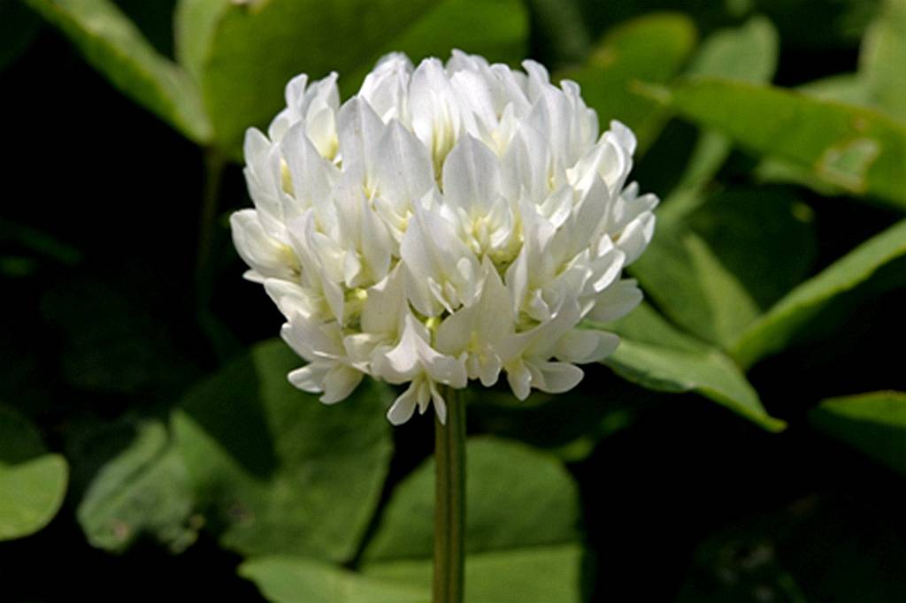 我见到的山东本土植物和园林栽培植物