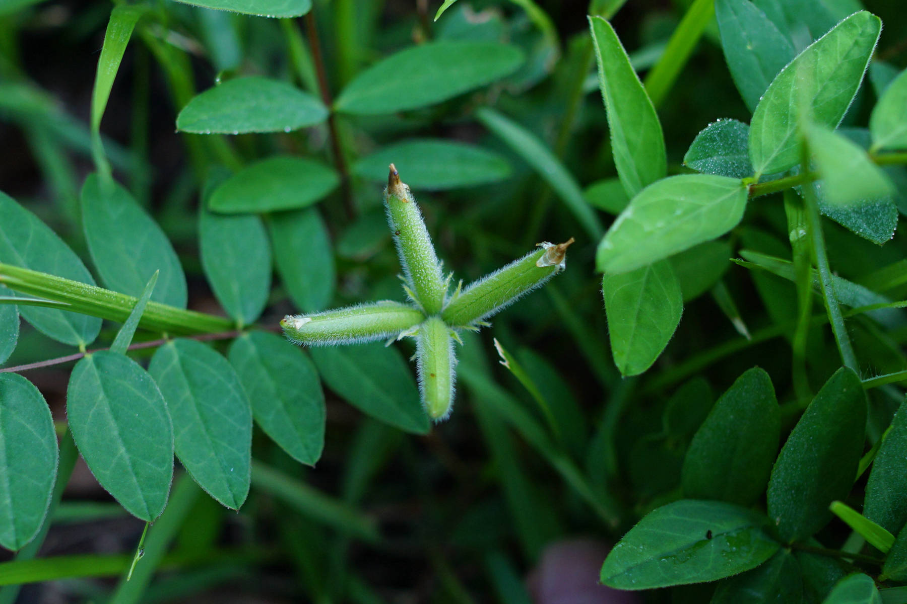 我见到的山东本土植物和园林栽培植物