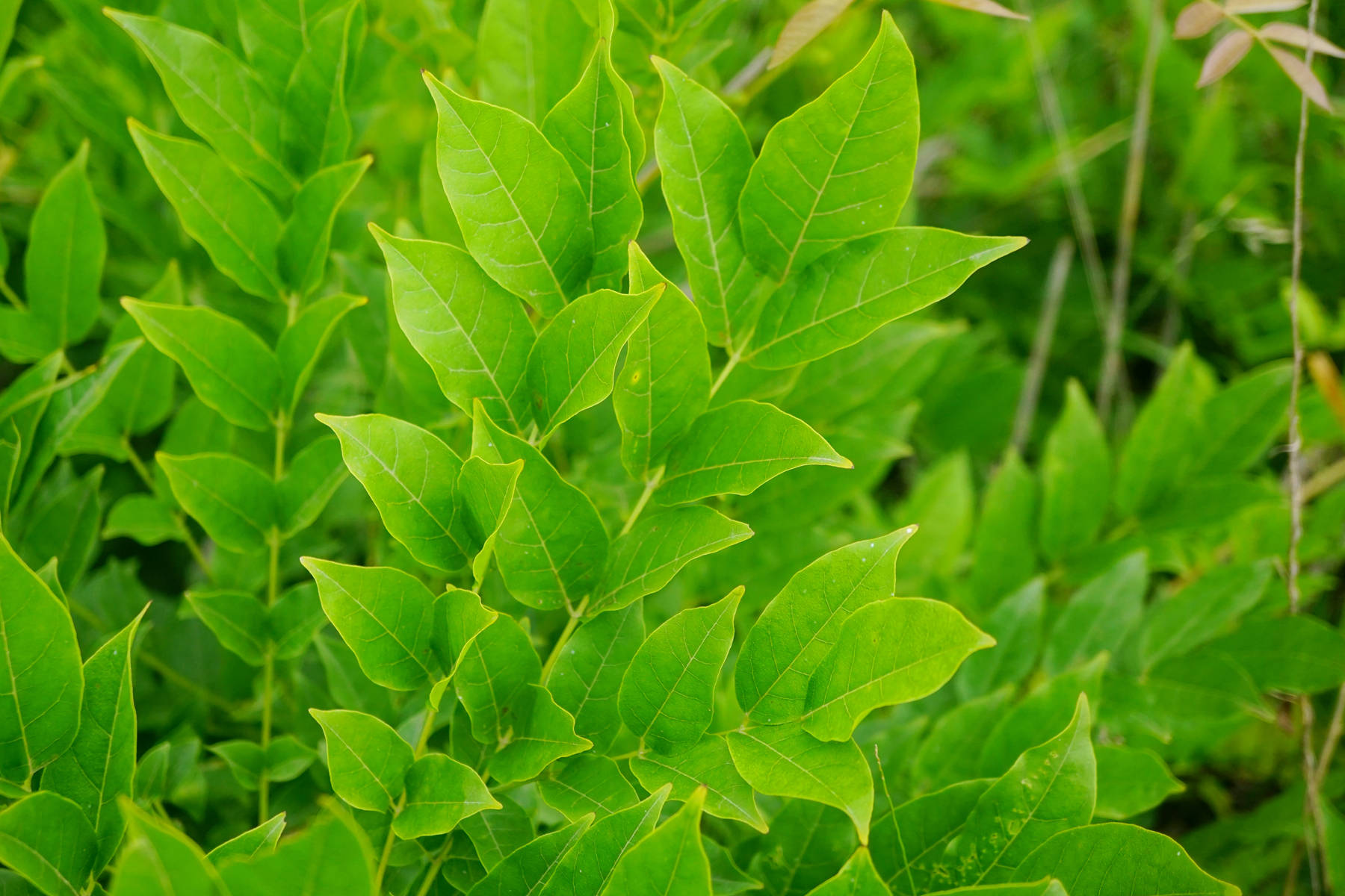 我见到的山东本土植物和园林栽培植物
