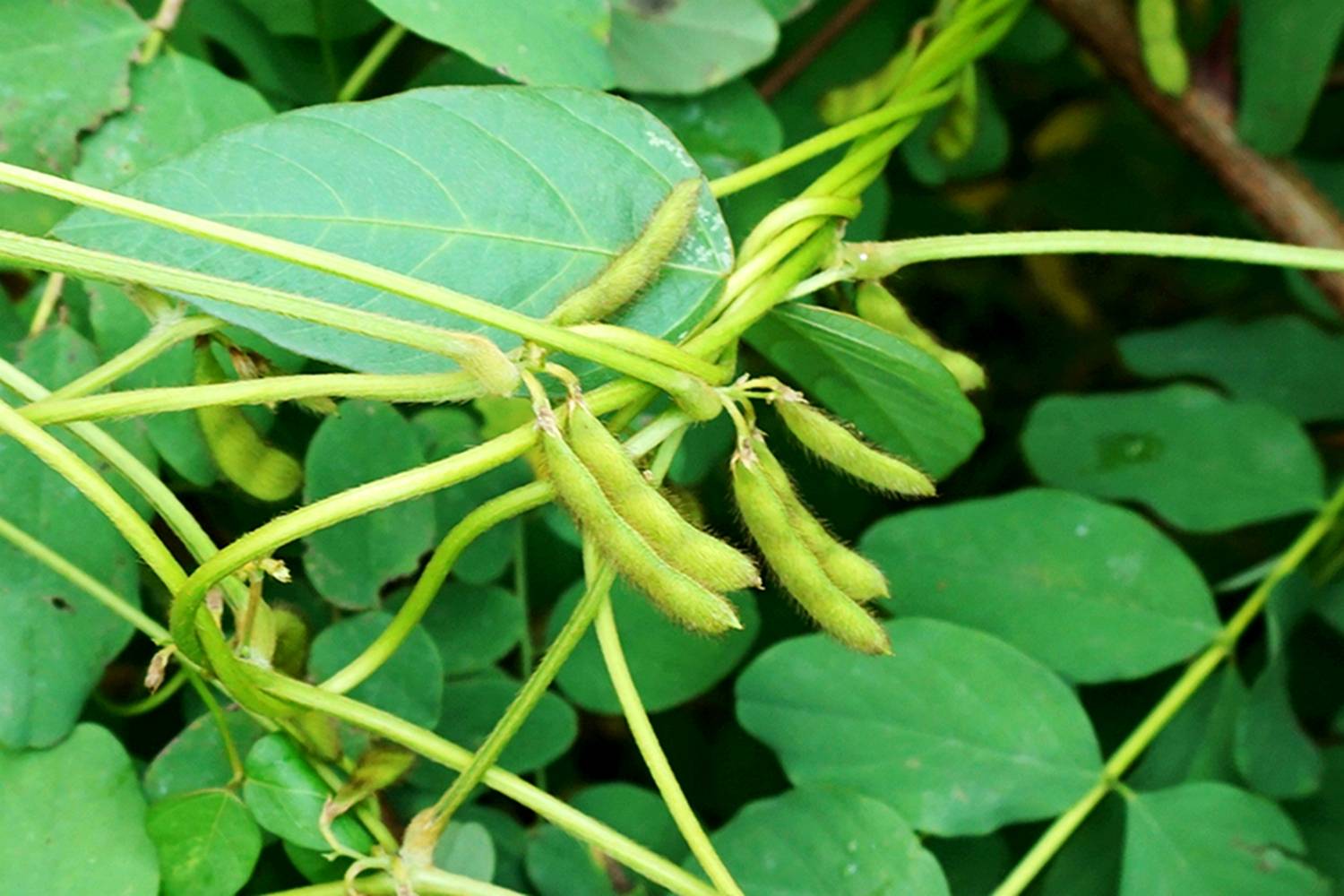 我见到的山东本土植物和园林栽培植物
