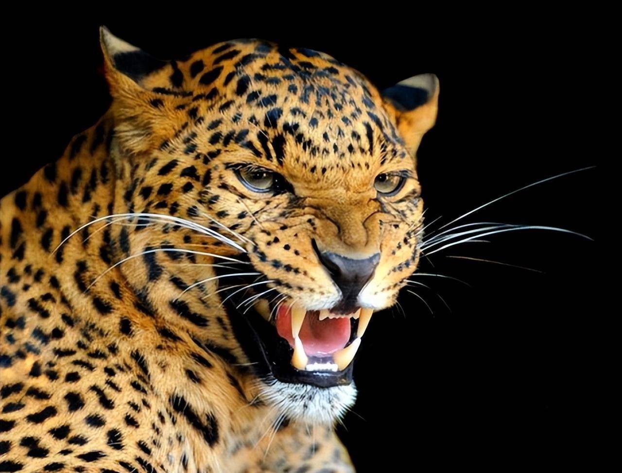 1975年,女子徒手打死猎豹成英雄,晚年无比凄惨:我就不该打死它