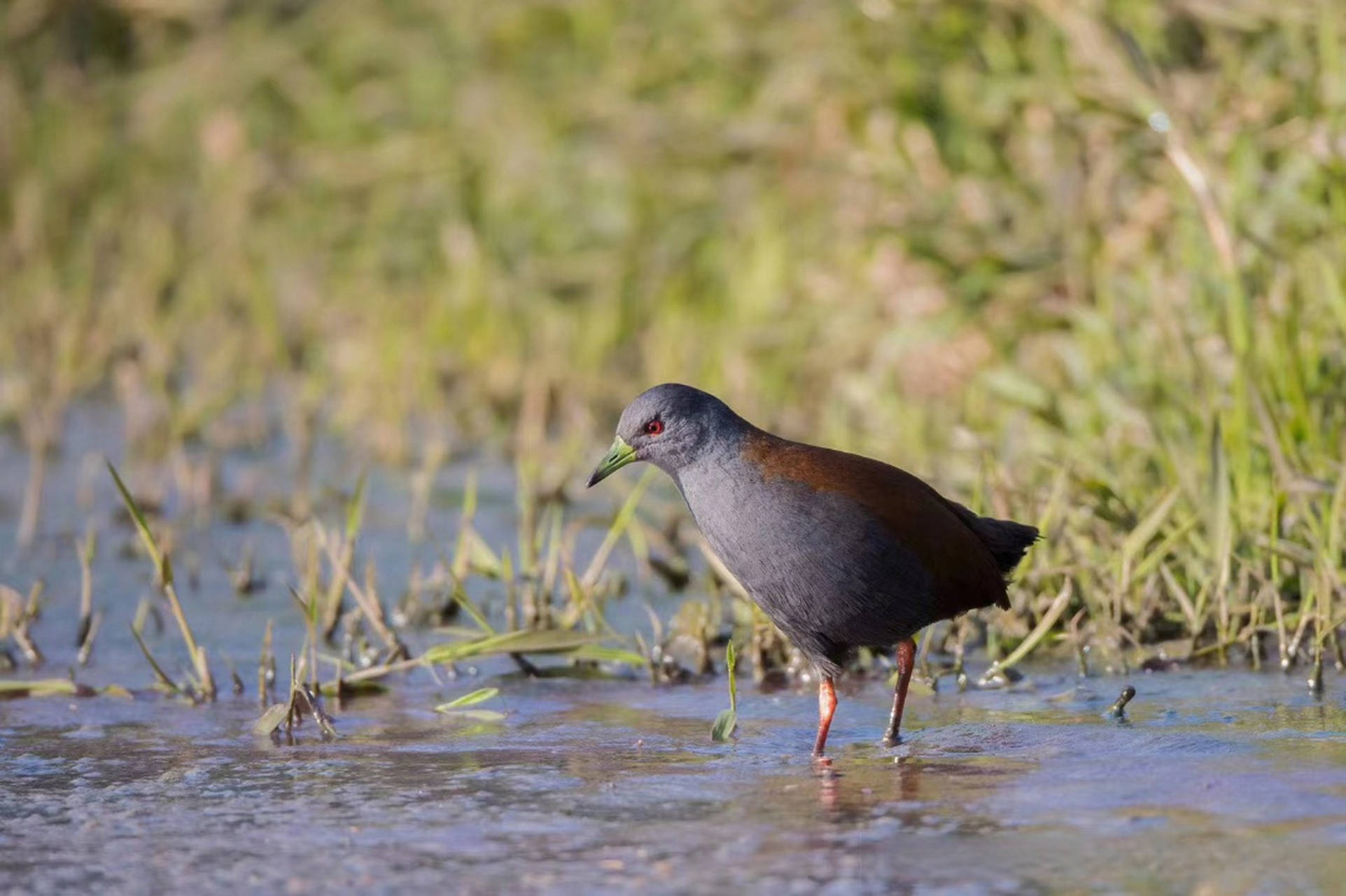 国家二级重点保护动物,个个珍贵稀有:棕背田鸡