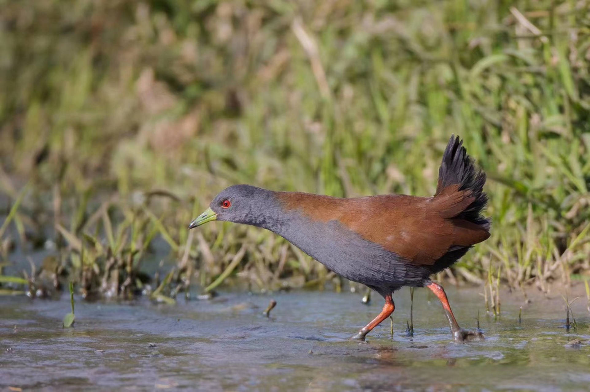 国家二级重点保护动物,个个珍贵稀有:棕背田鸡