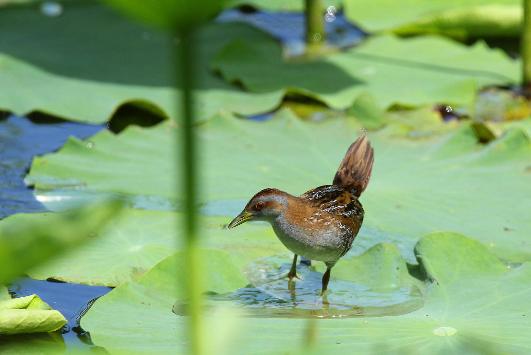国家二级重点保护动物,个个珍贵稀有:花田鸡