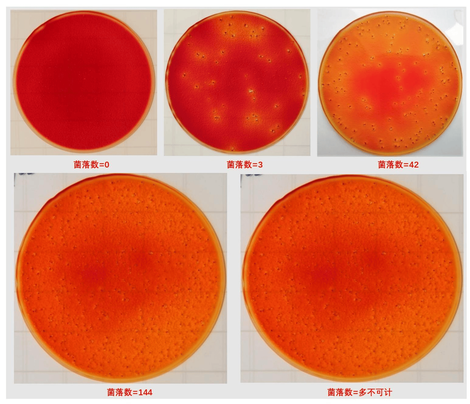 检测_样品_培养基