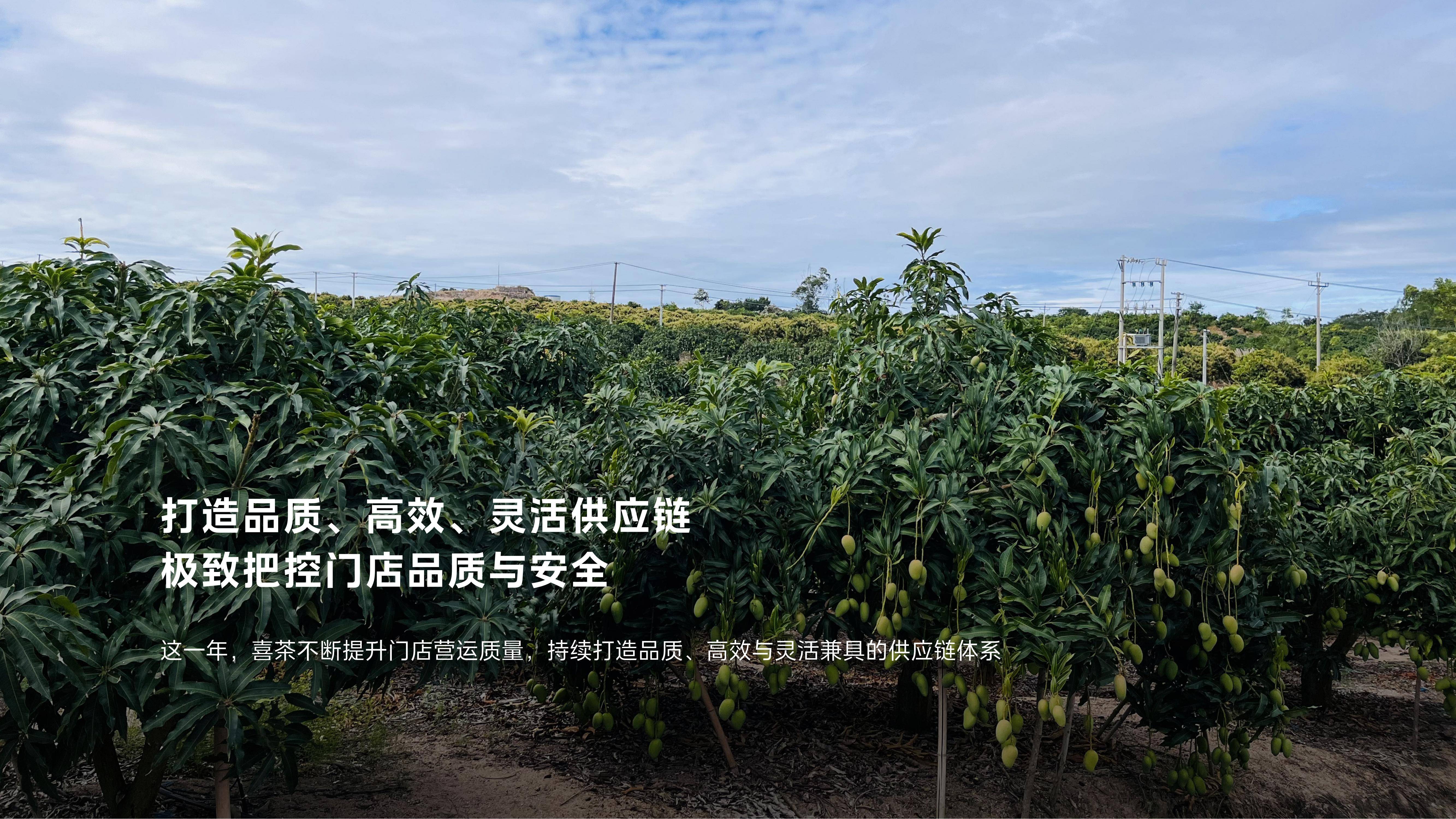 2024年喜茶年度报告在哪个网站？喜茶发展现状及趋势洞察报告分析-报告智库
