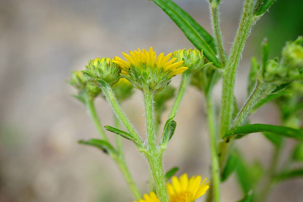 我见到的山东本土植物和园林栽培植物(1253)线叶旋覆花