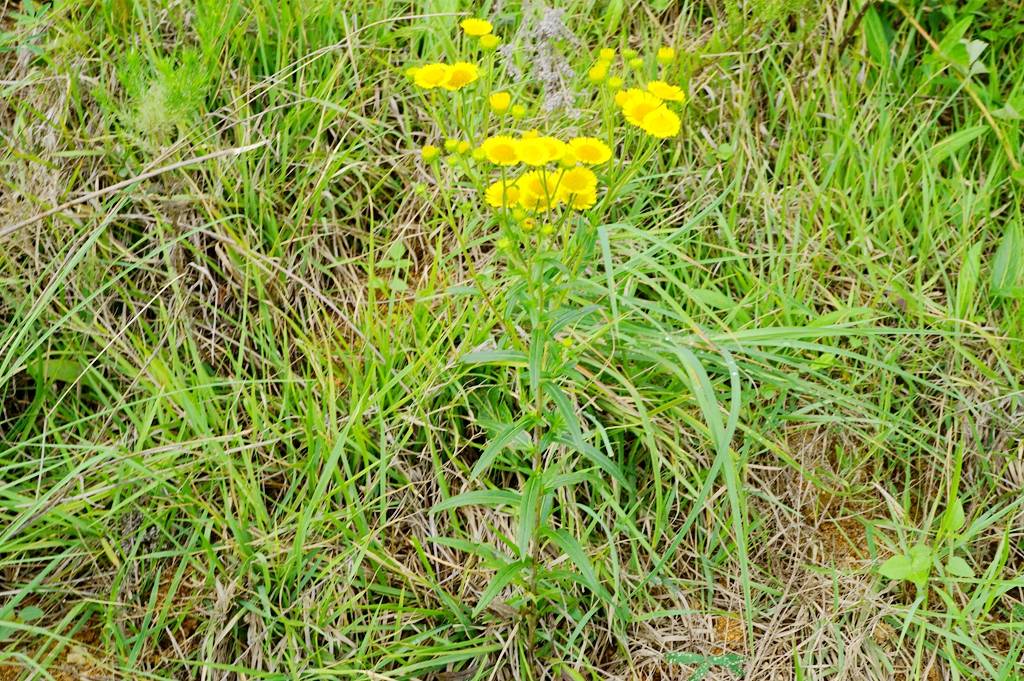 我见到的山东本土植物和园林栽培植物(1253)线叶旋覆花