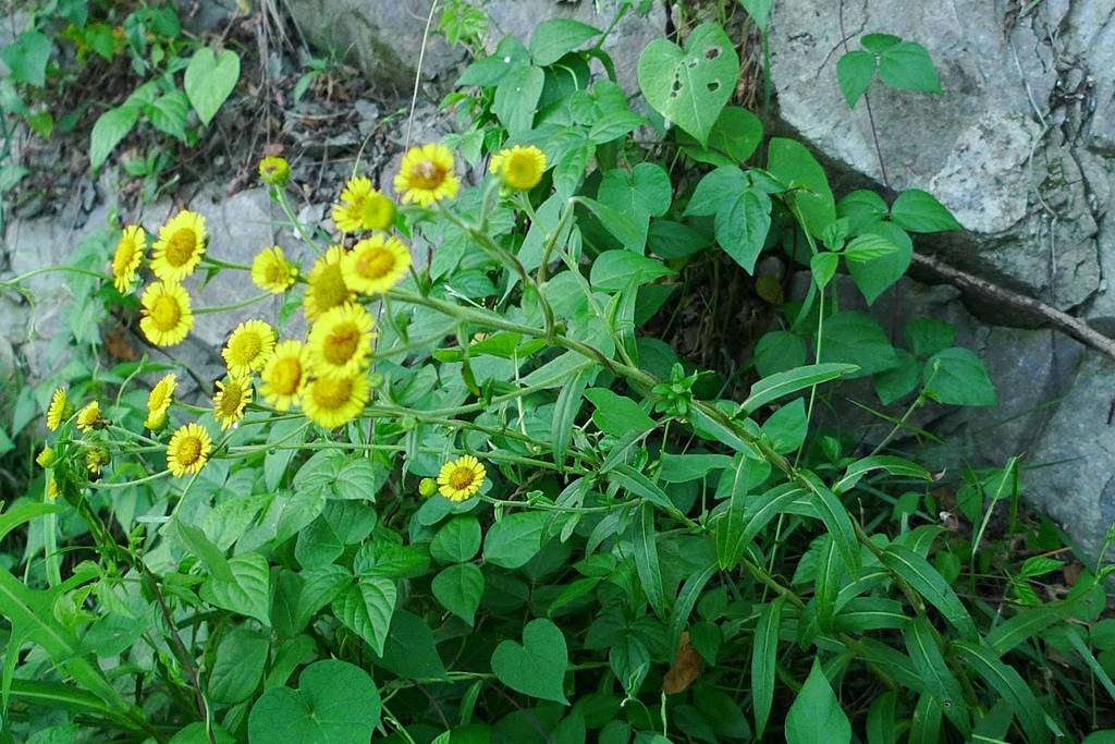 我见到的山东本土植物和园林栽培植物(1253)线叶旋覆花