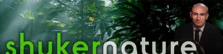 图片[6]-翼龙不是早已灭绝了吗？为何1864年美国人却抓到一只翼龙并拍下了照片？-华闻时空