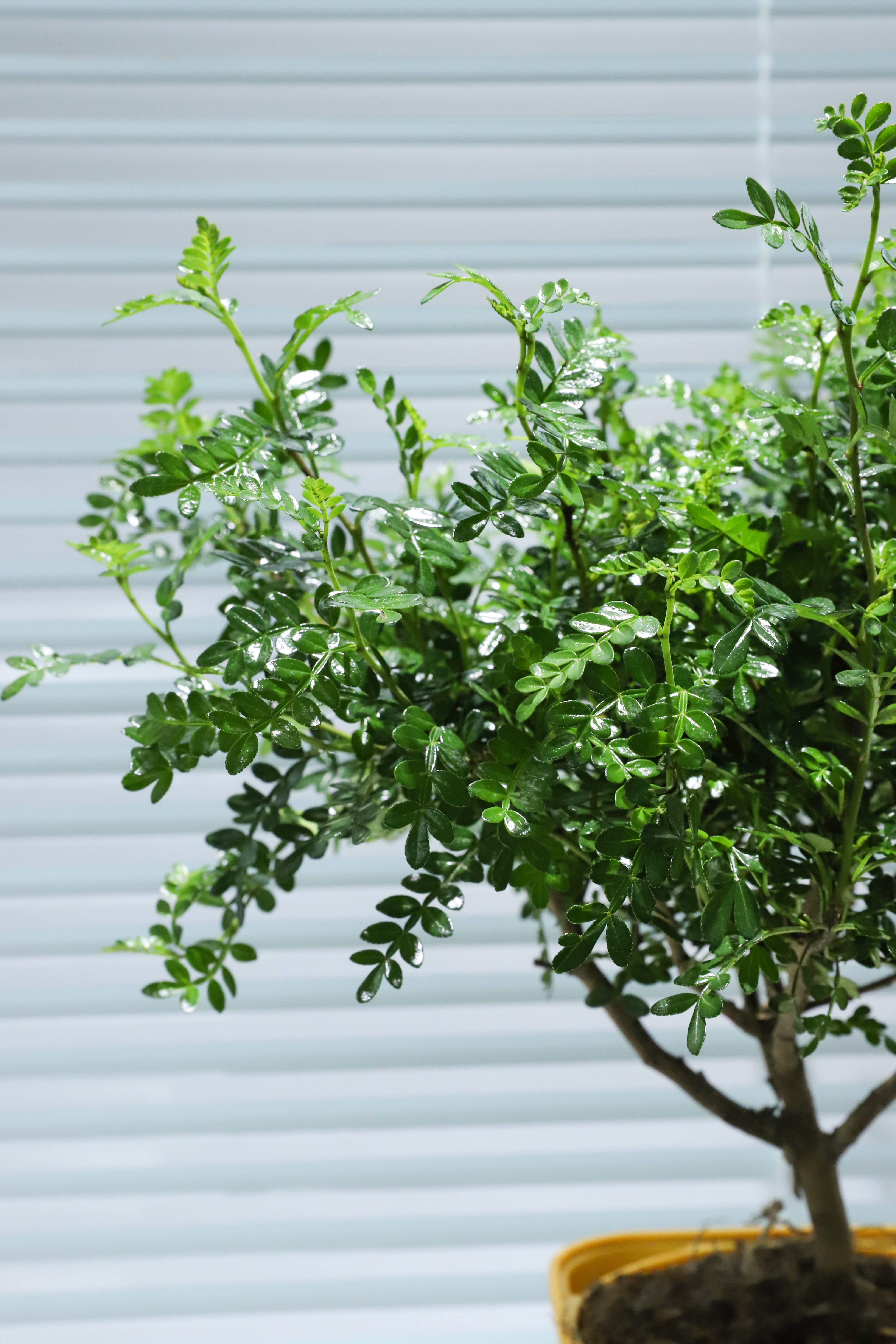 专业详细回答:胡椒木树叶发黄,还落叶是什么原因