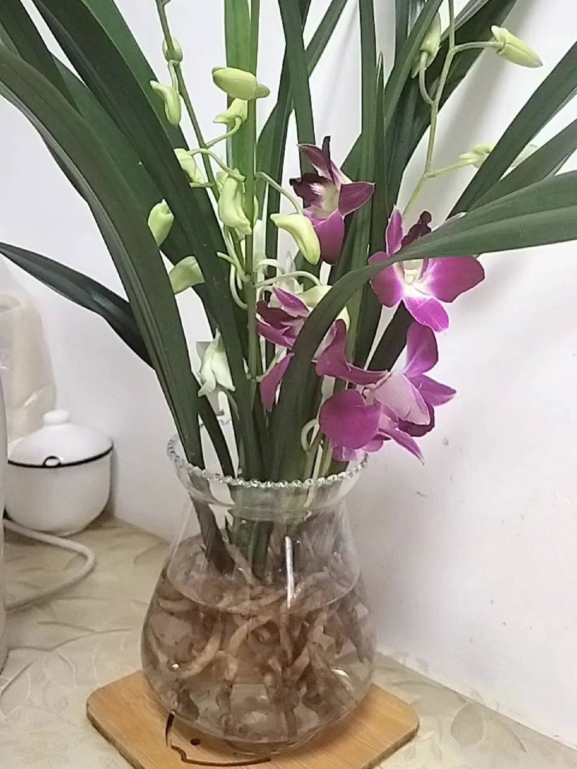 专业详细解答:水兰花的种植养殖方法和注意事项